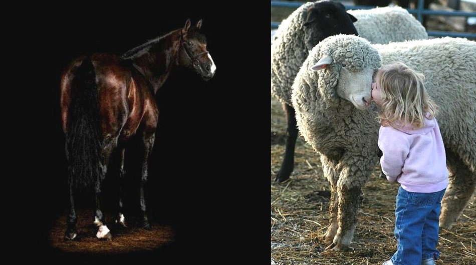 馬から羊へ４.jpg